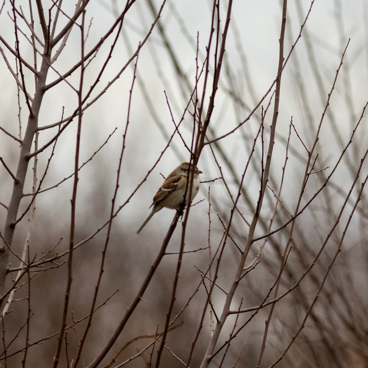 American Tree Sparrow - ML614192034