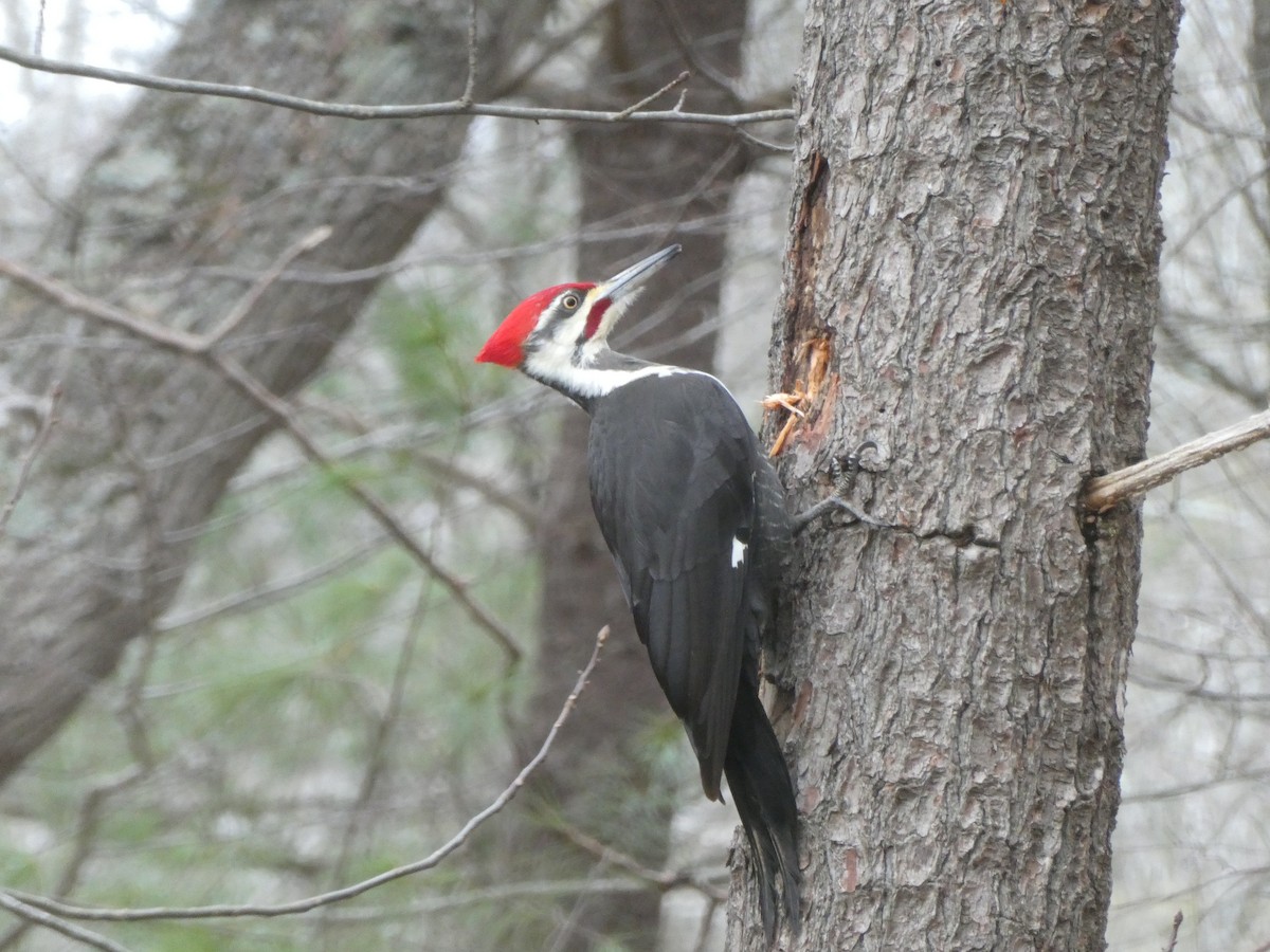 Pileated Woodpecker - ML614192306
