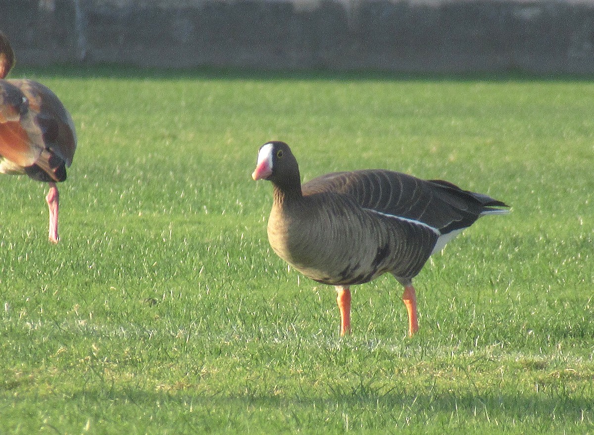Lesser White-fronted Goose - ML614192324