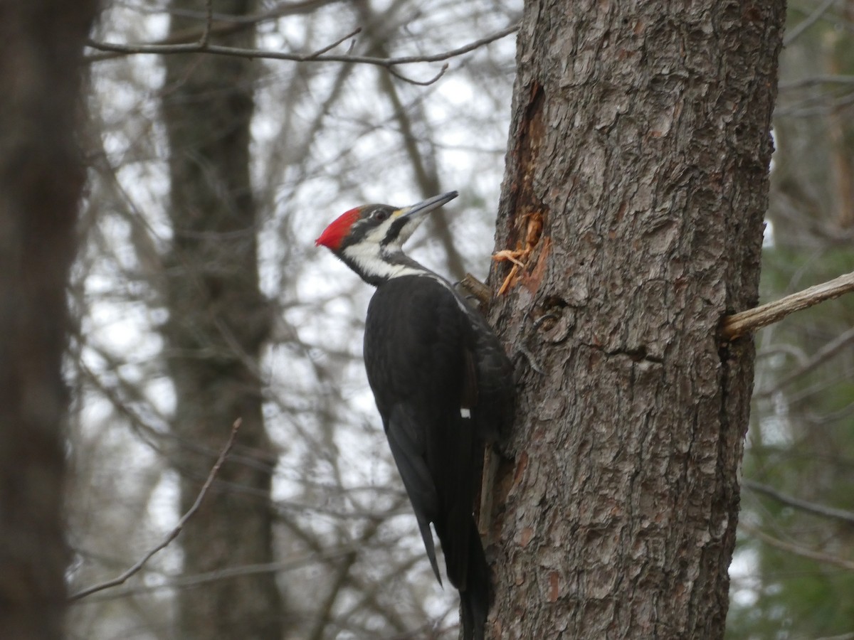 Pileated Woodpecker - ML614192342