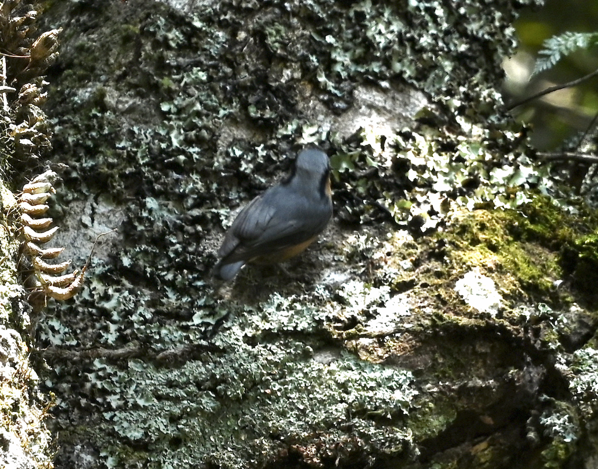 Eurasian Nuthatch (Chinese) - ML614192765