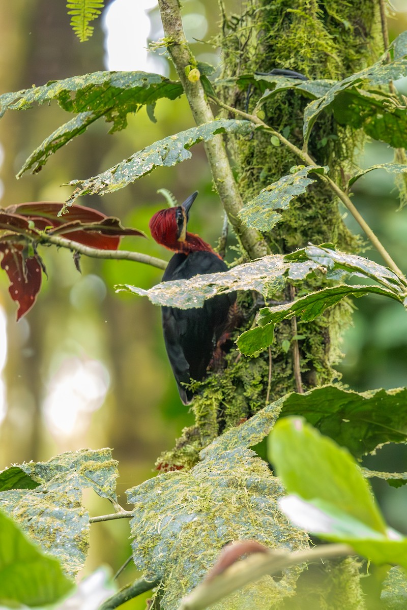 Crimson-bellied Woodpecker - ML614192934