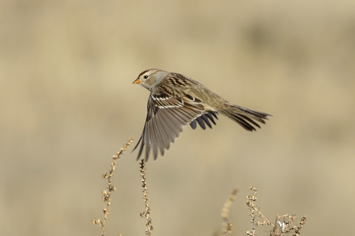 White-crowned Sparrow - ML614193046