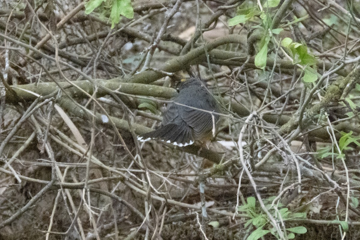 Fan-tailed Warbler - Marbry Hopkins