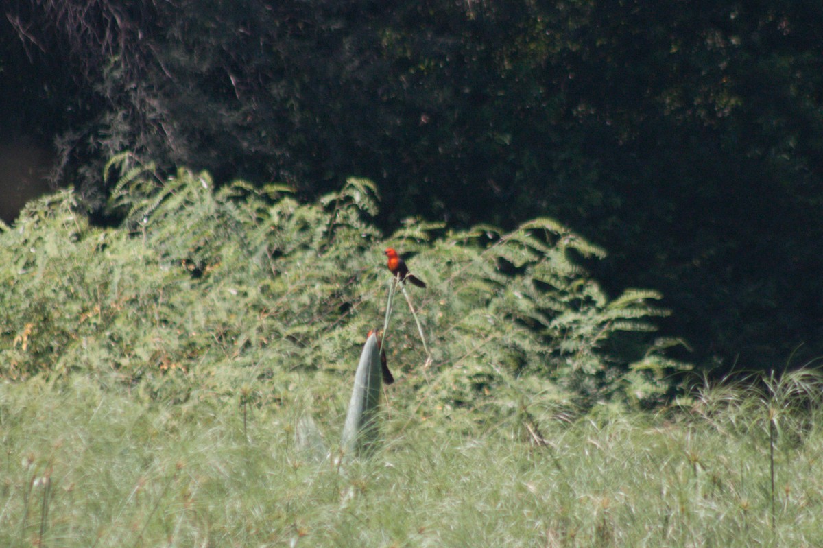 Scarlet-headed Blackbird - ML614193419
