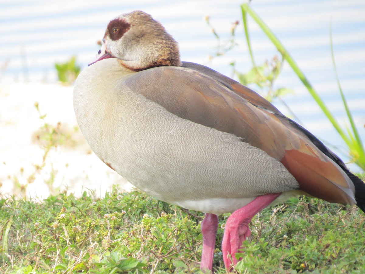 EBird Checklist 30 Jan 2024 Lakes Park 31 Species   1200