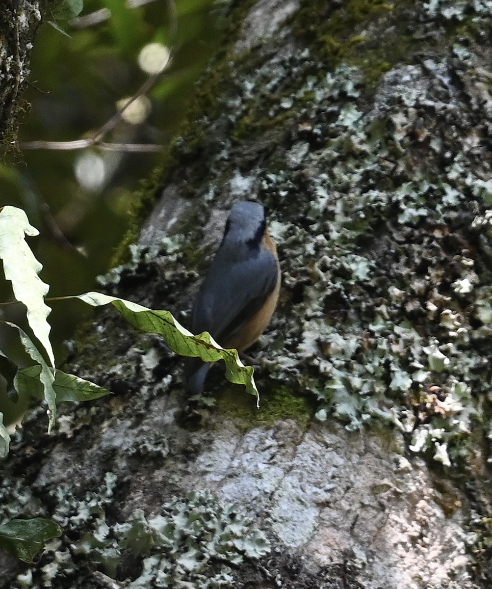 Eurasian Nuthatch (Chinese) - ML614193808