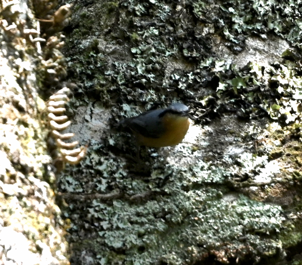 Eurasian Nuthatch (Chinese) - ML614193809