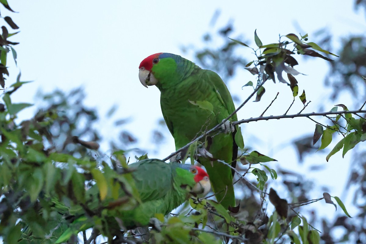 Red-crowned Parrot - David Disher