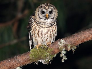  - Fulvous Owl