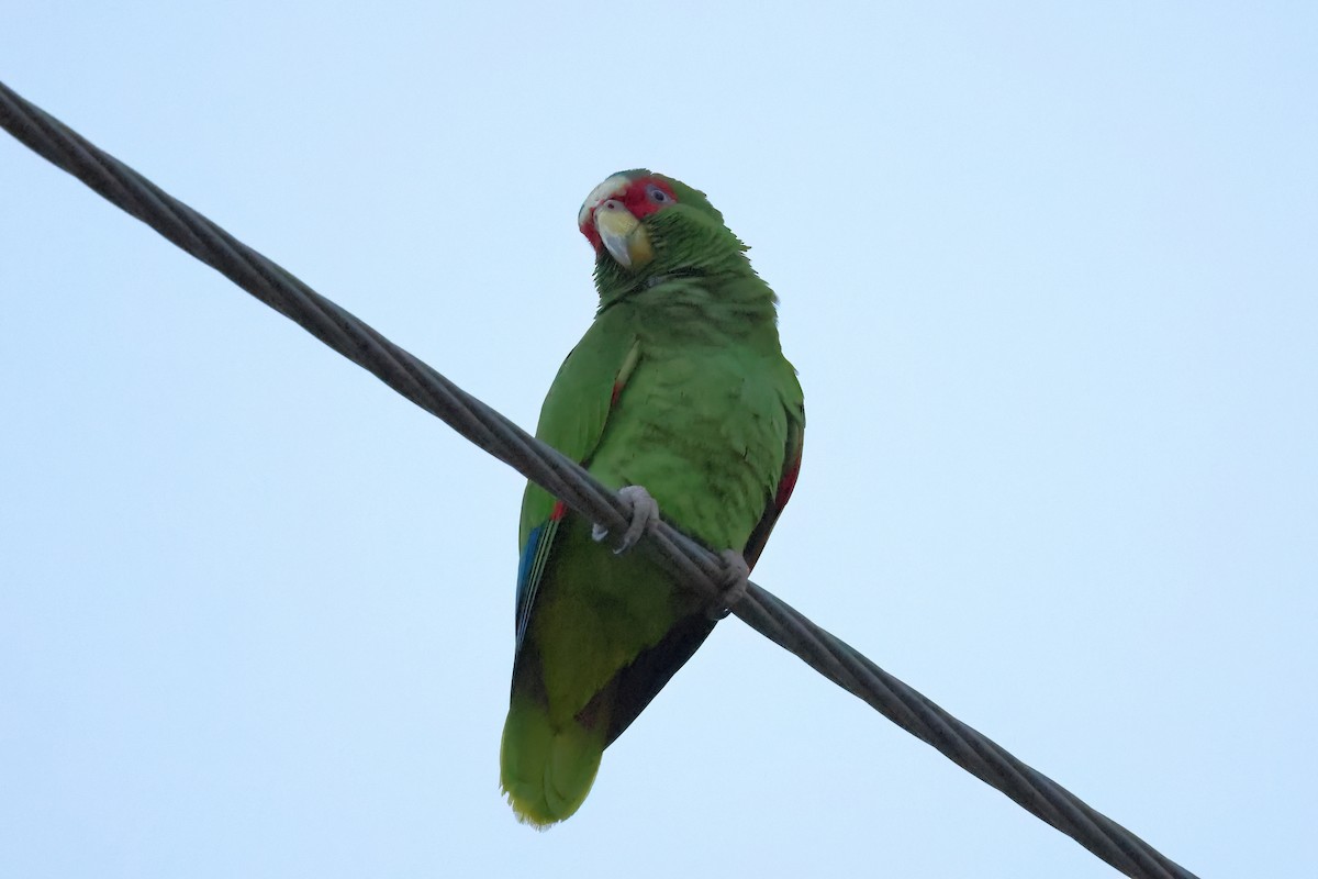 White-fronted Parrot - ML614193921