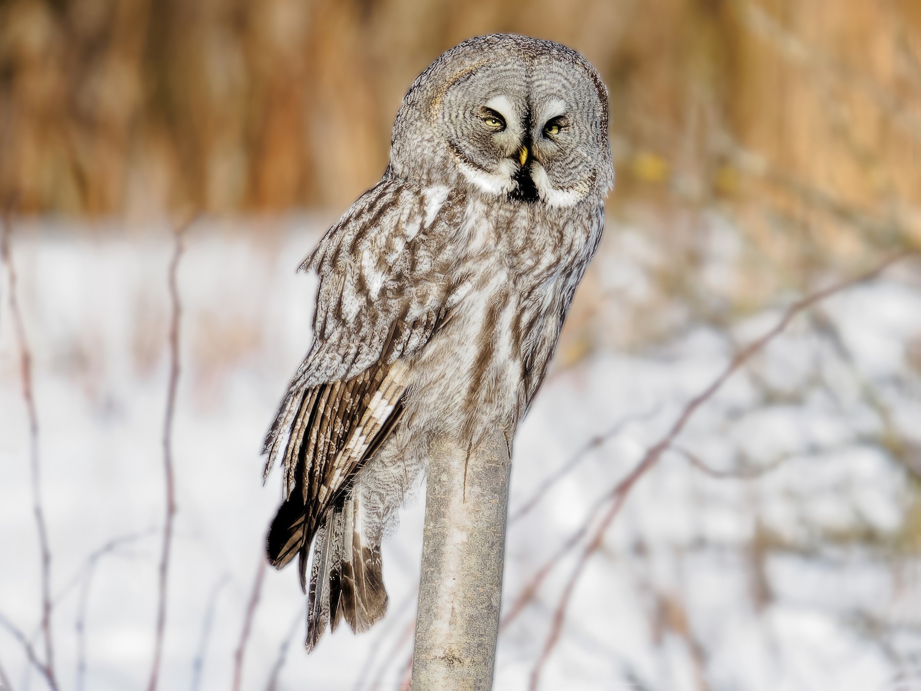 Great Gray Owl - Matti Rekilä