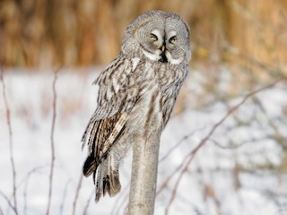 Adult (Lapland) - Matti Rekilä - ML614194058