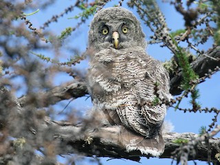 Juvenile (Lapland) - Andrew Spencer - ML614194059