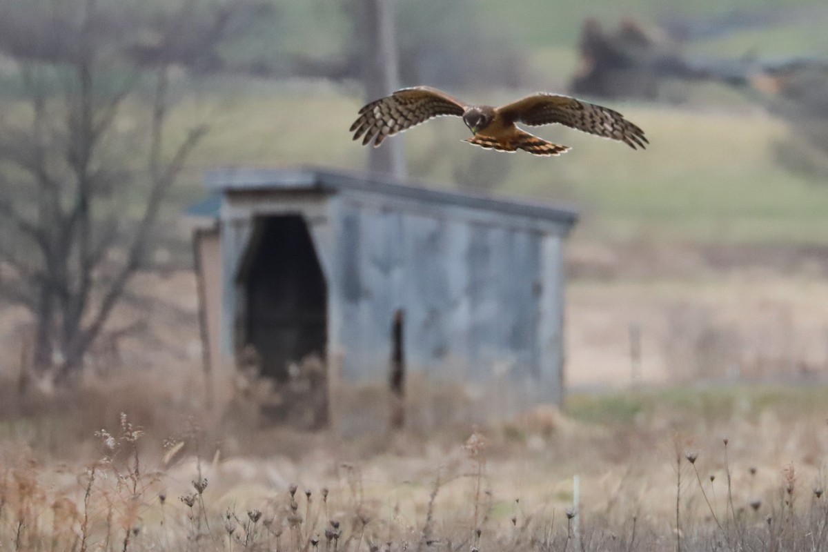 Pennsylvania Bird Atlas Checklist 30 Jan 2024 391 Middle Rd   1200