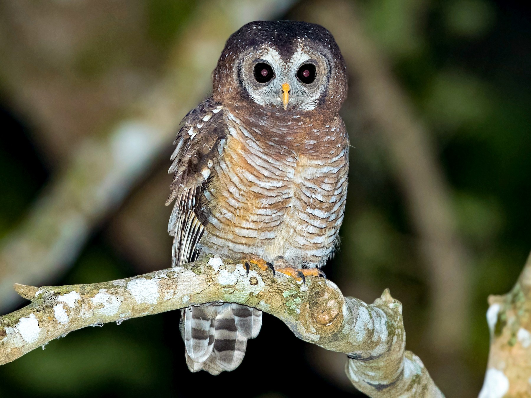 African Wood-Owl - David Irving