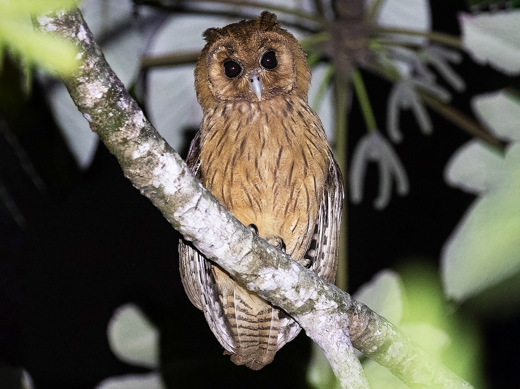 Jamaican Owl - Gary Rosenberg