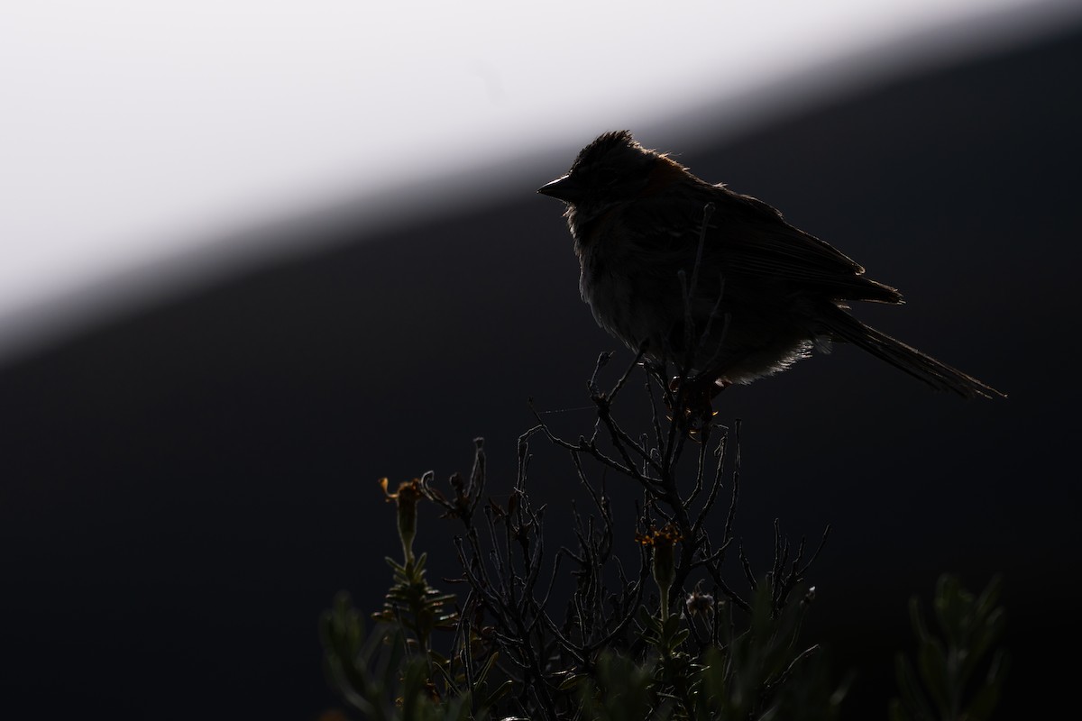 Rufous-collared Sparrow - ML614194499
