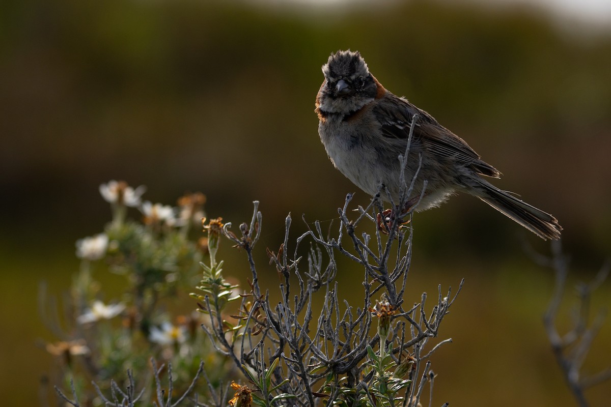 Rufous-collared Sparrow - ML614194500
