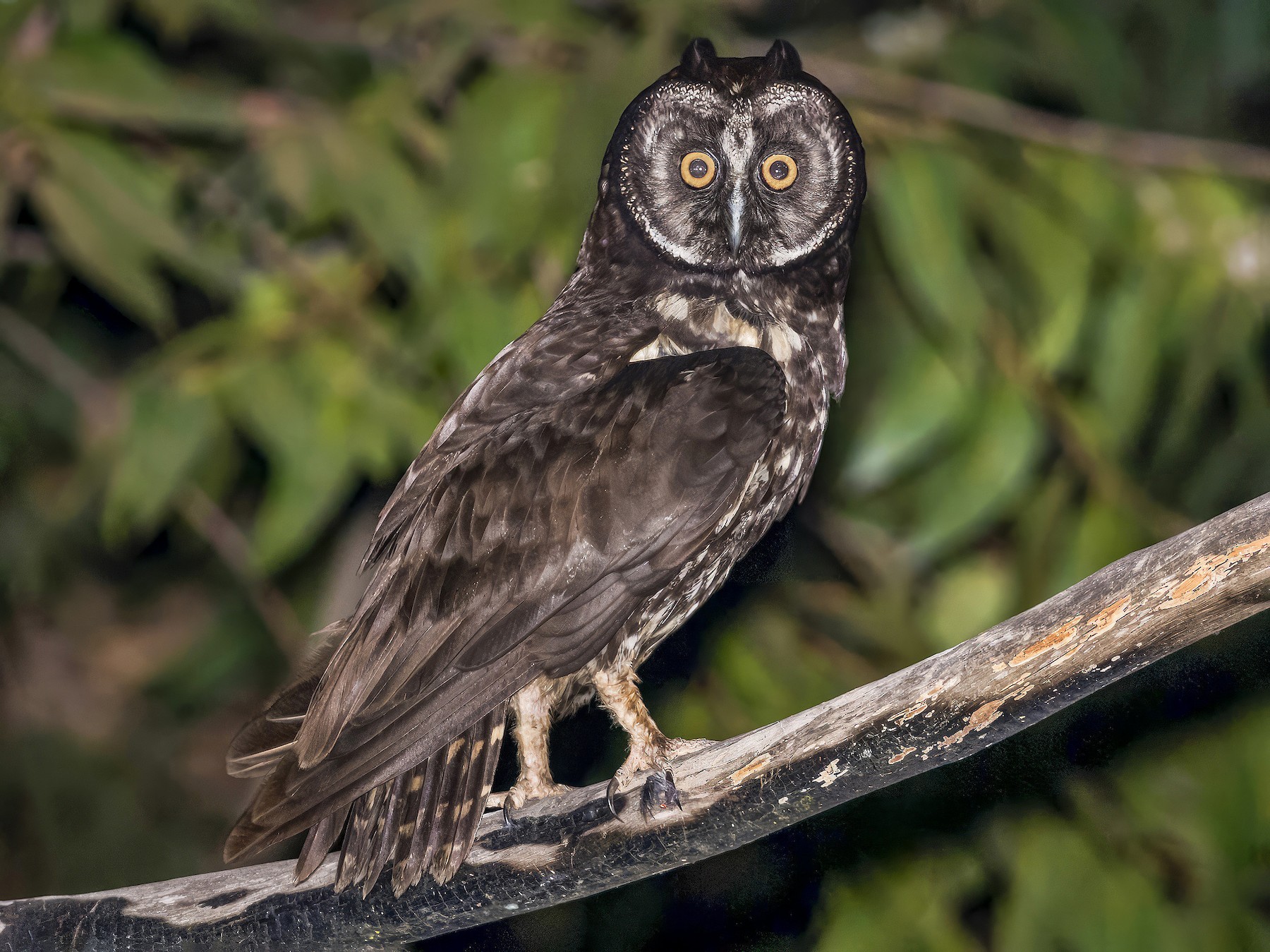 Stygian Owl - Claudia Brasileiro