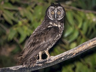  - Stygian Owl