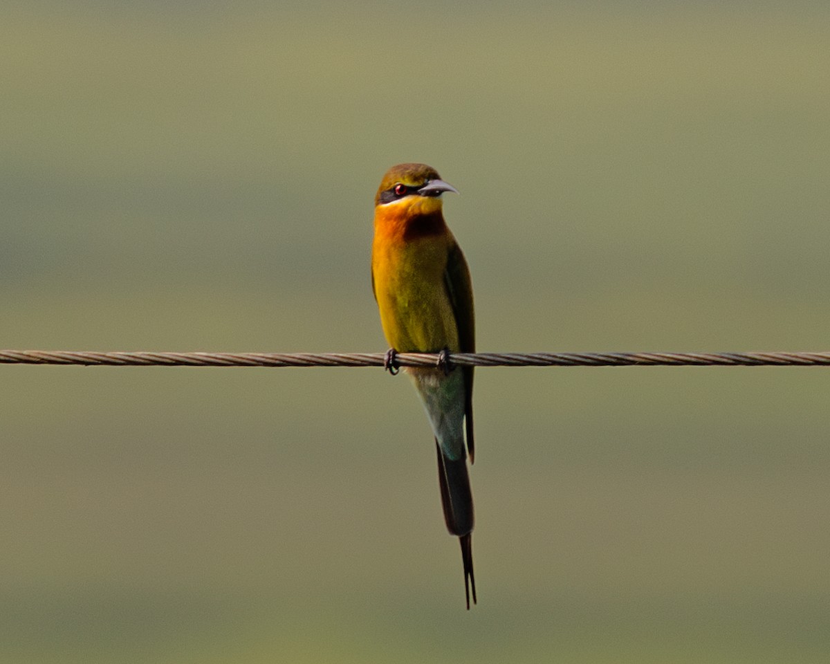 Blue-tailed Bee-eater - ML614194901