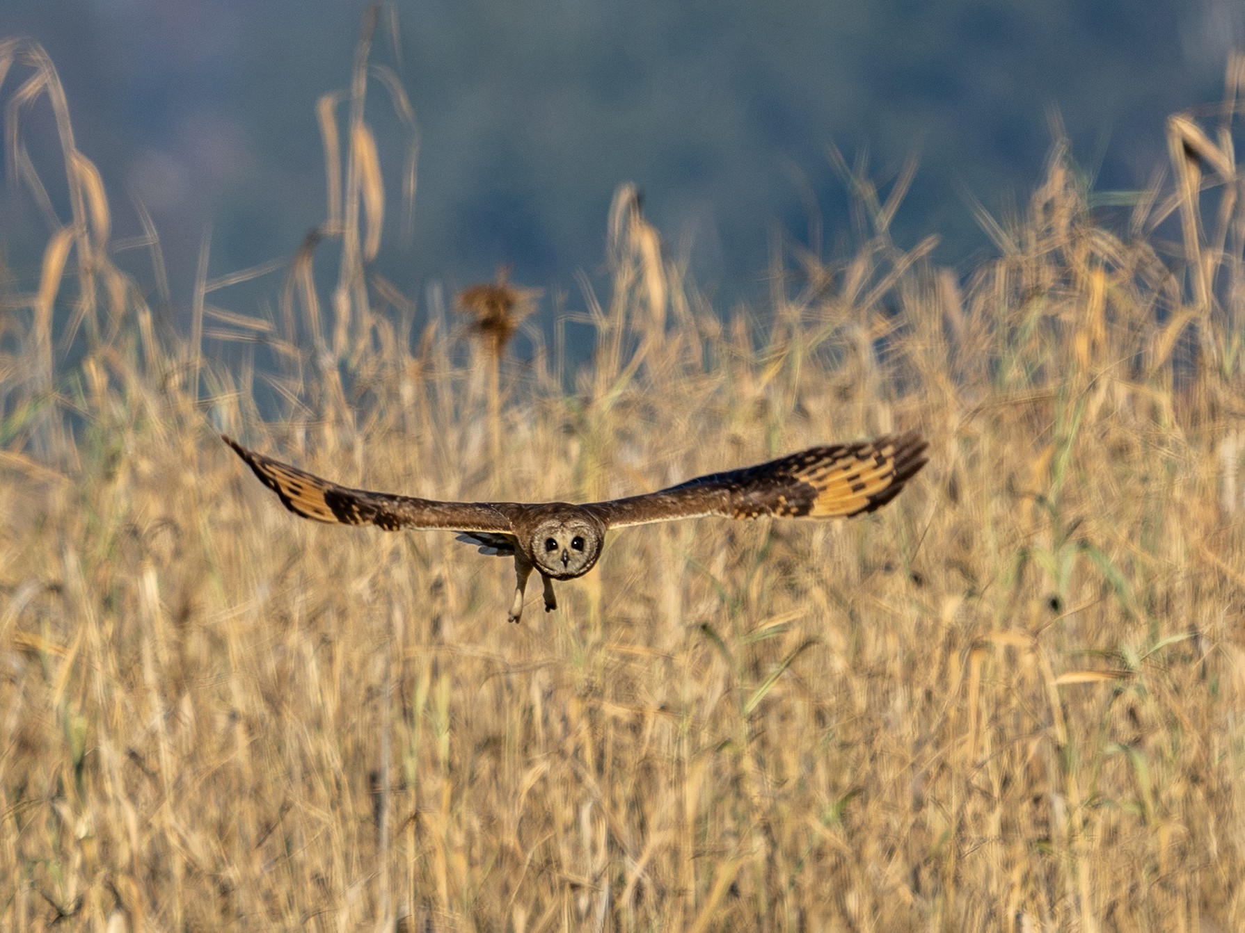 Marsh Owl - Andrew Hill