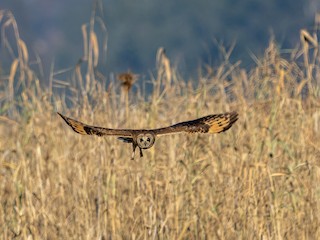 Marsh Owl - eBird
