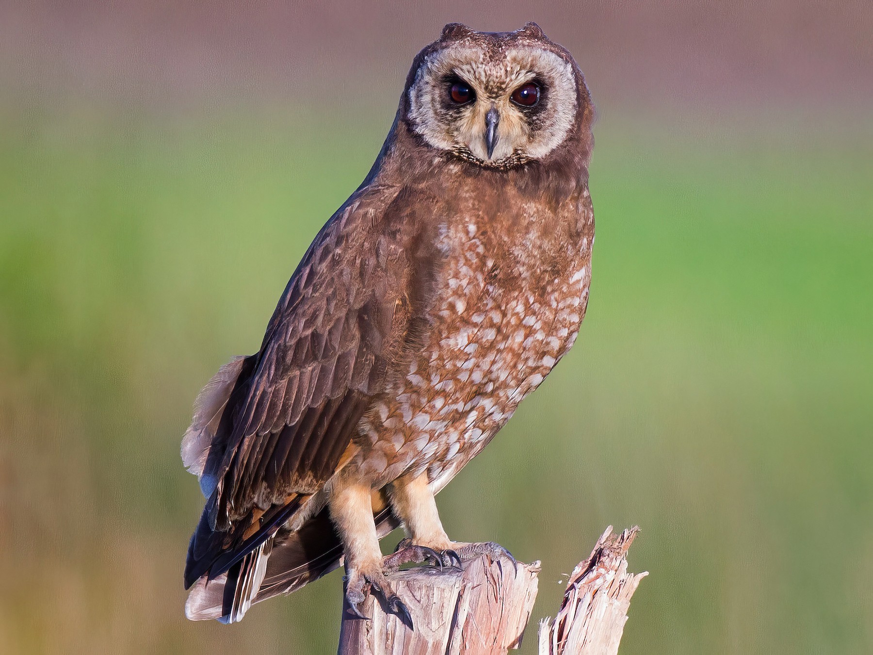 Marsh Owl - José Martín