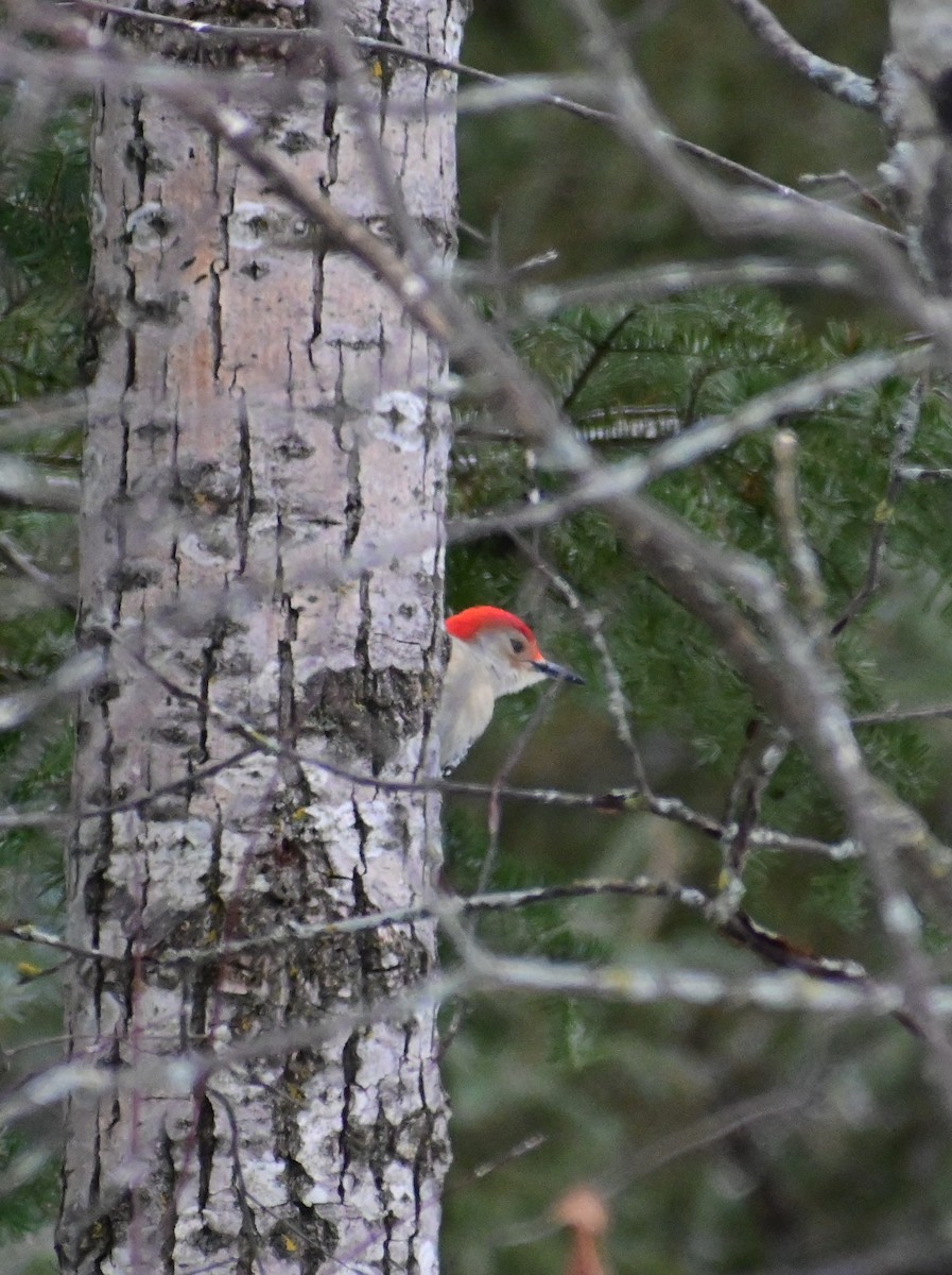 Red-bellied Woodpecker - James Barber