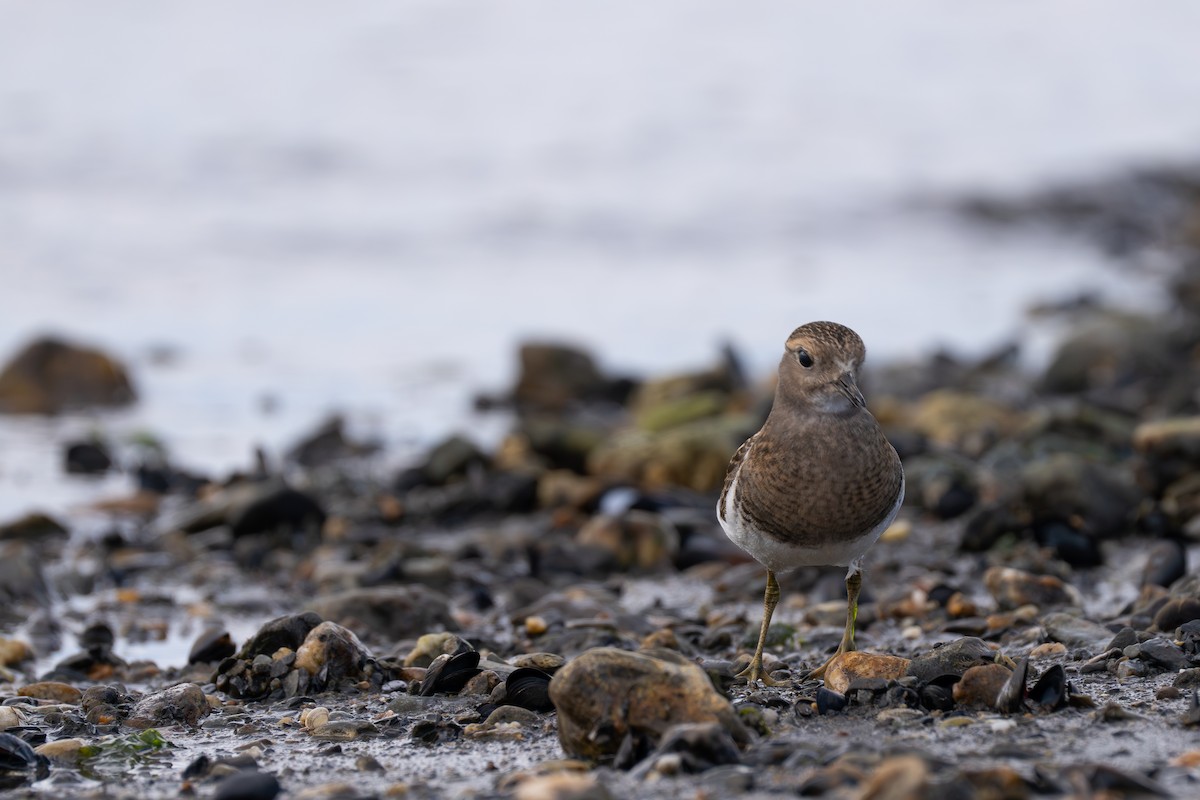 Rufous-chested Dotterel - ML614194983