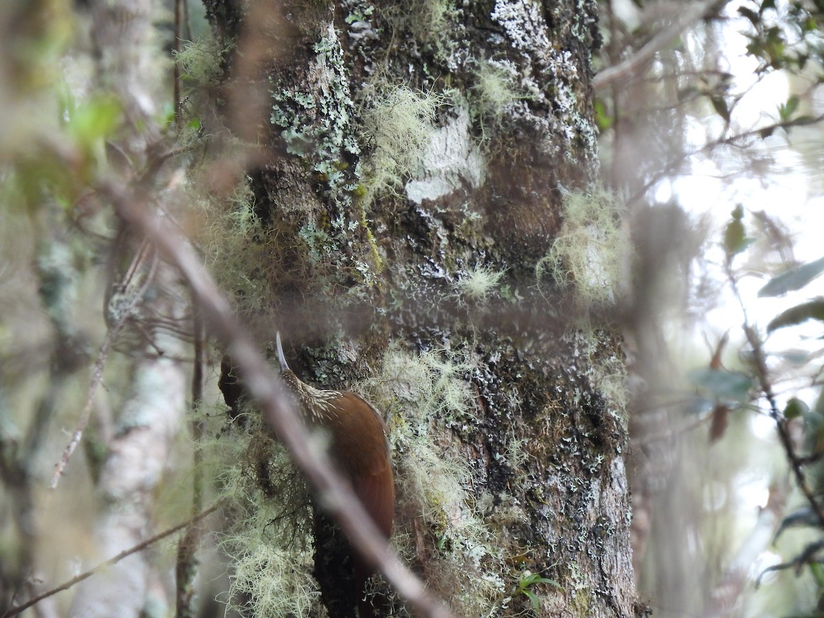 Spot-crowned Woodcreeper - ML614195036