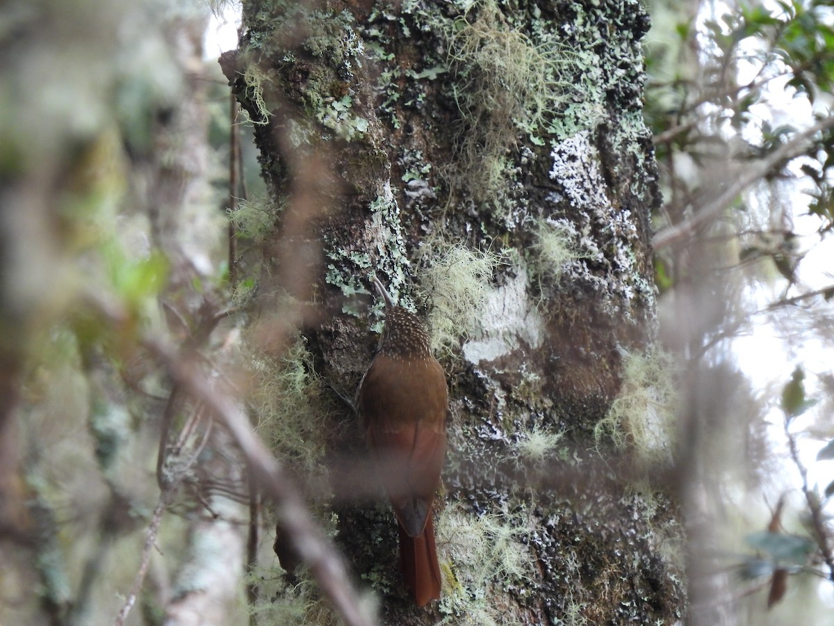 Spot-crowned Woodcreeper - ML614195038