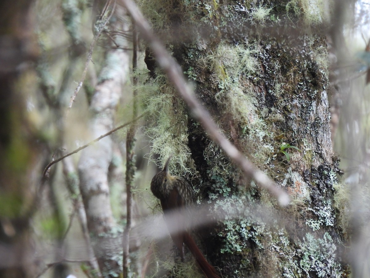 Spot-crowned Woodcreeper - ML614195039