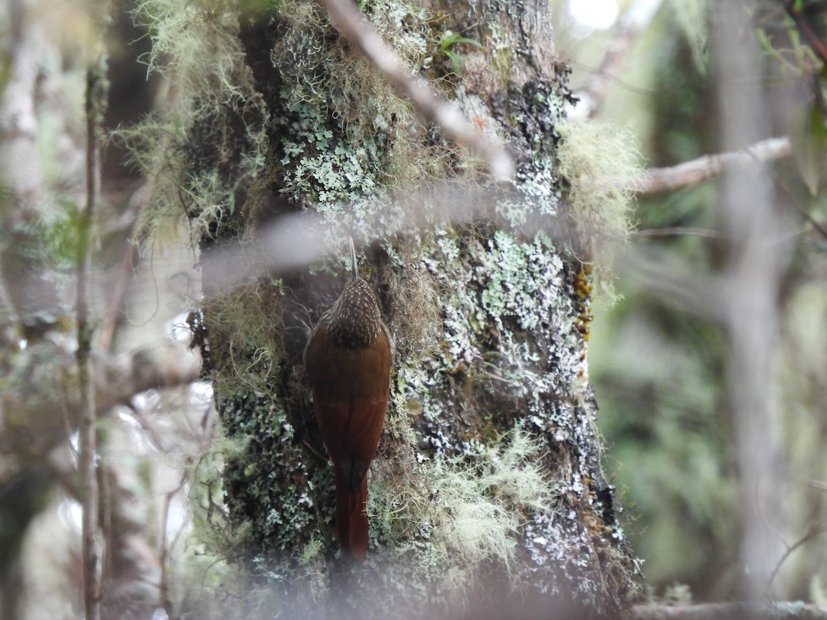Spot-crowned Woodcreeper - ML614195041