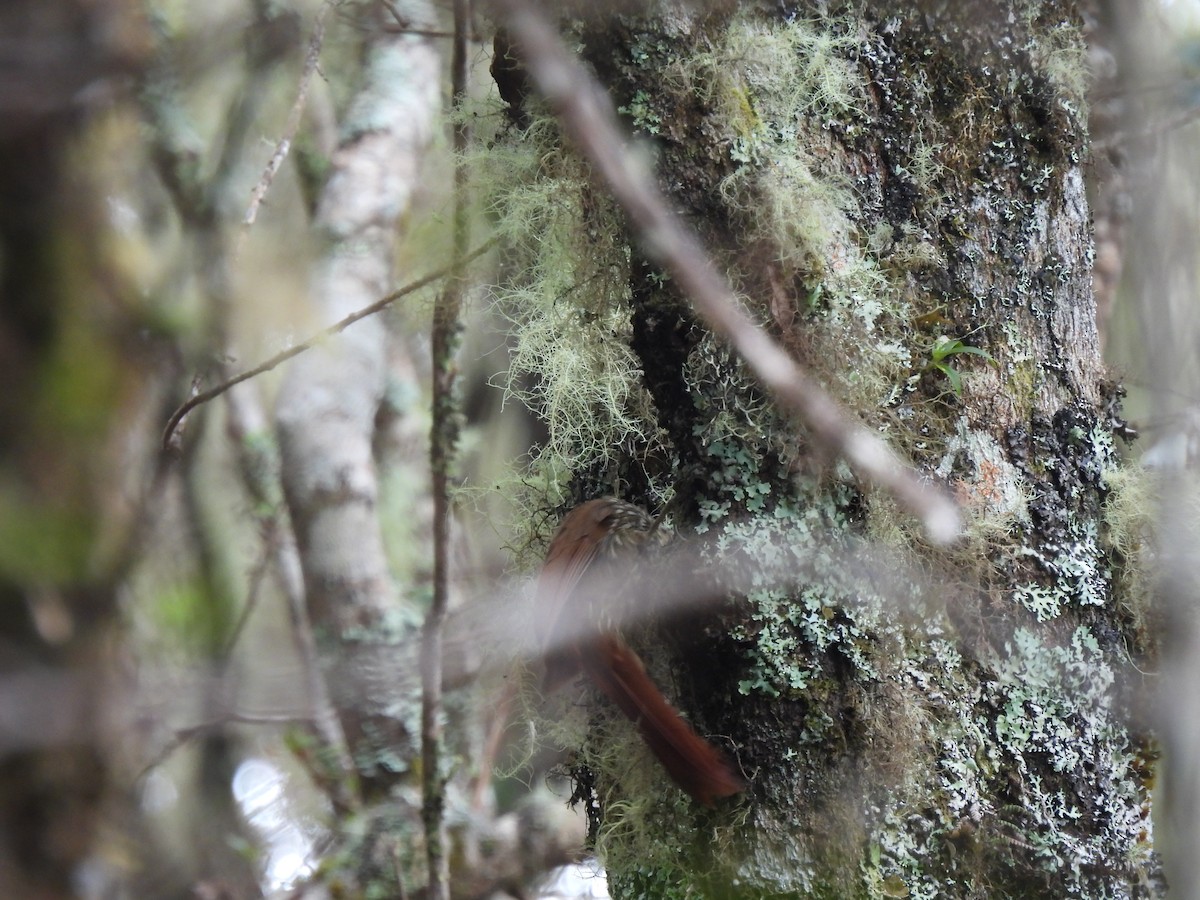 Spot-crowned Woodcreeper - ML614195042