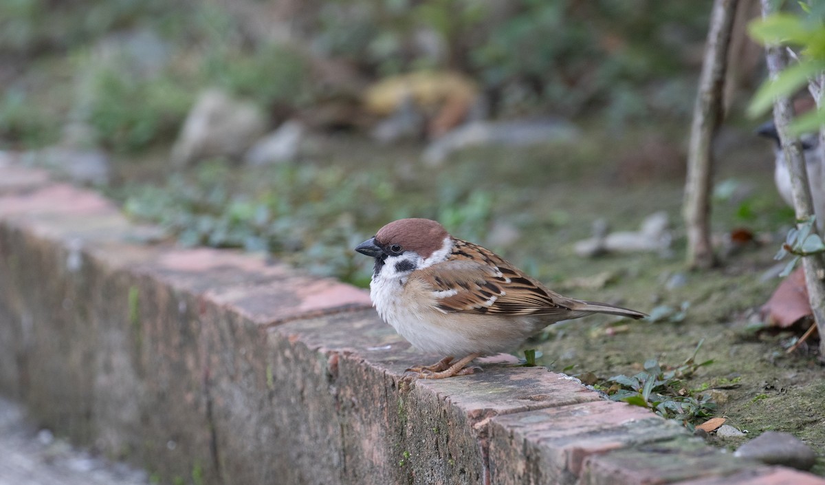 Eurasian Tree Sparrow - ML614195254