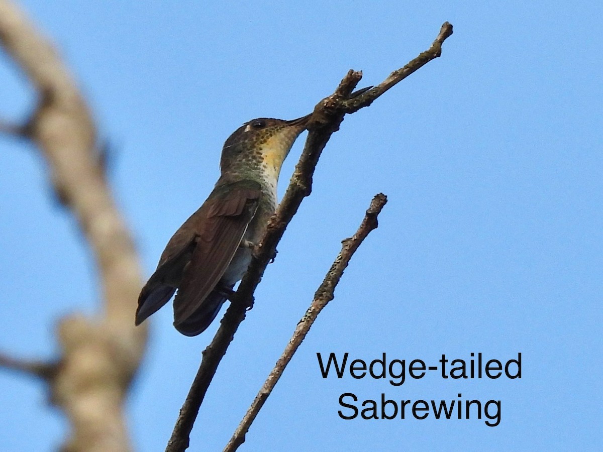 Wedge-tailed Sabrewing - ML614195362