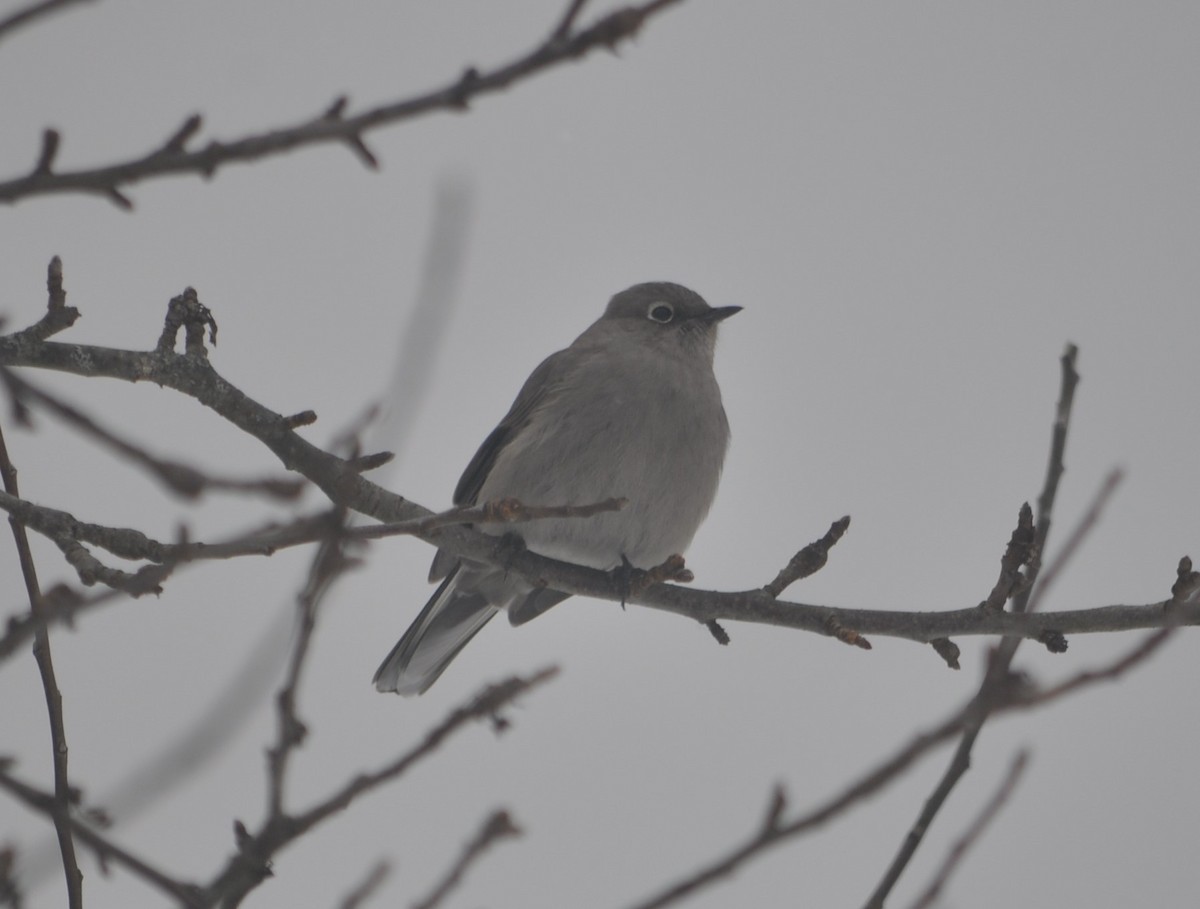 Townsend's Solitaire - ML614195472