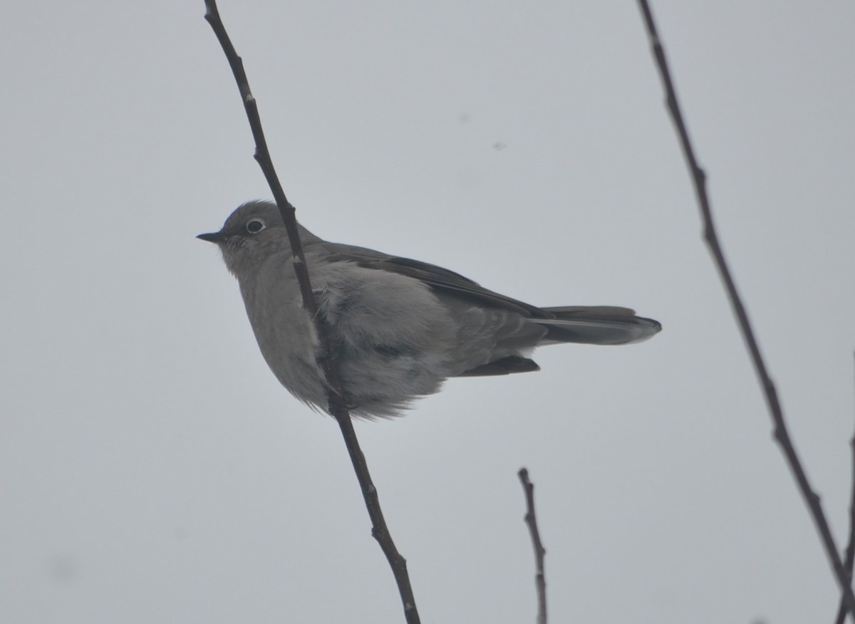 Townsend's Solitaire - ML614195474