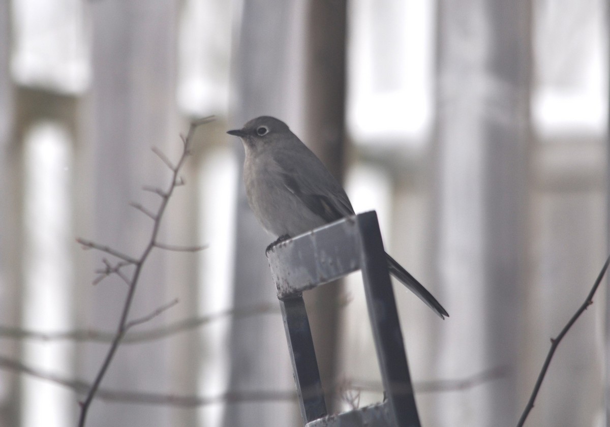 Townsend's Solitaire - ML614195475