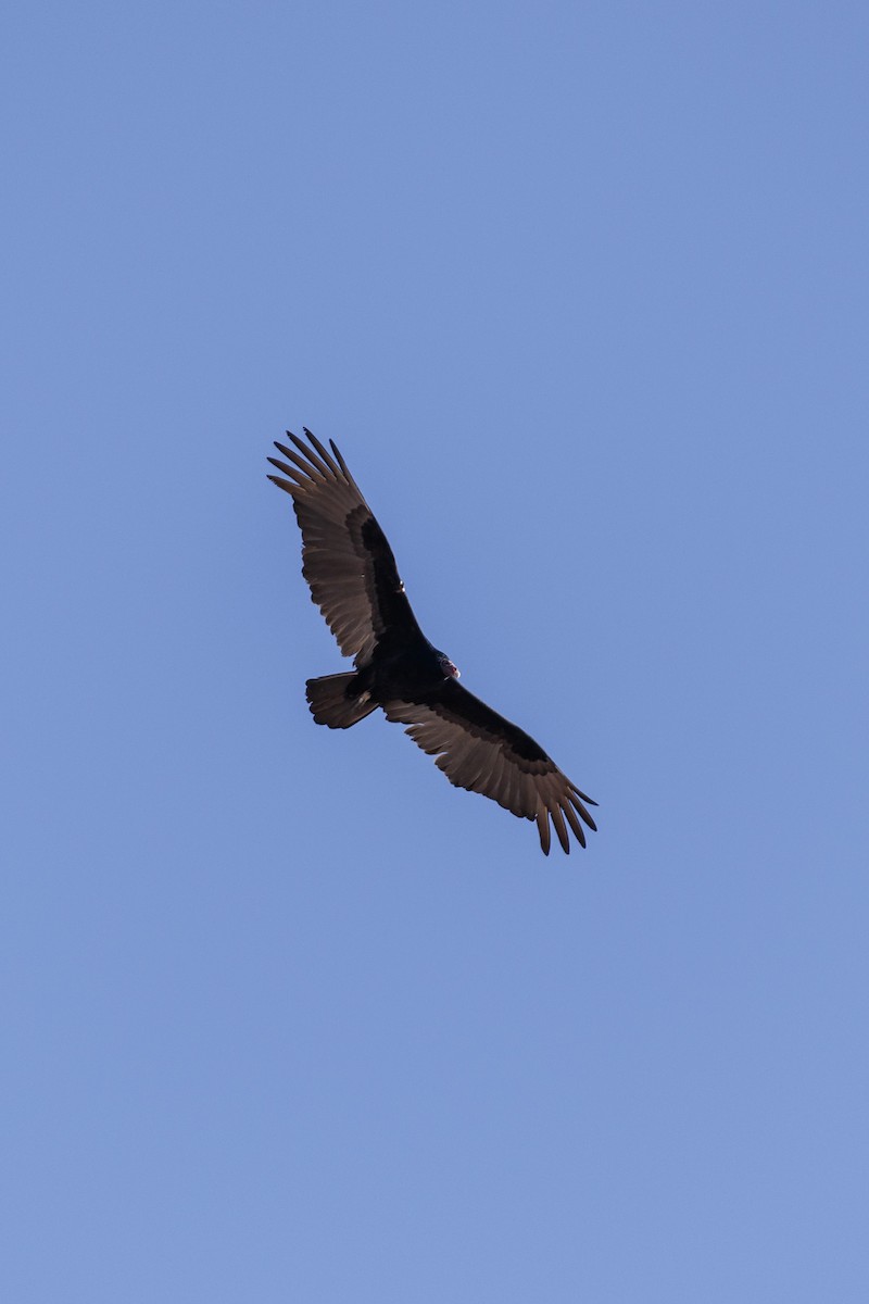 Turkey Vulture - ML614195586