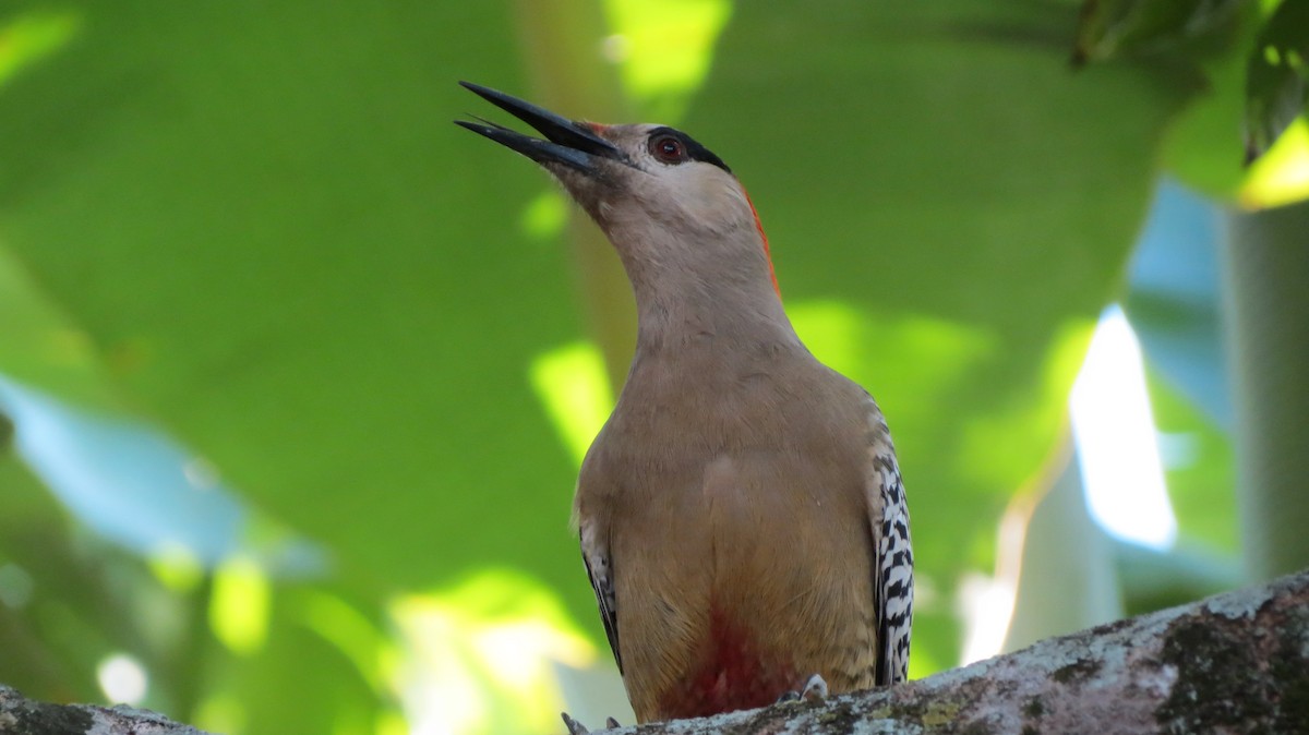 West Indian Woodpecker - ML614195631