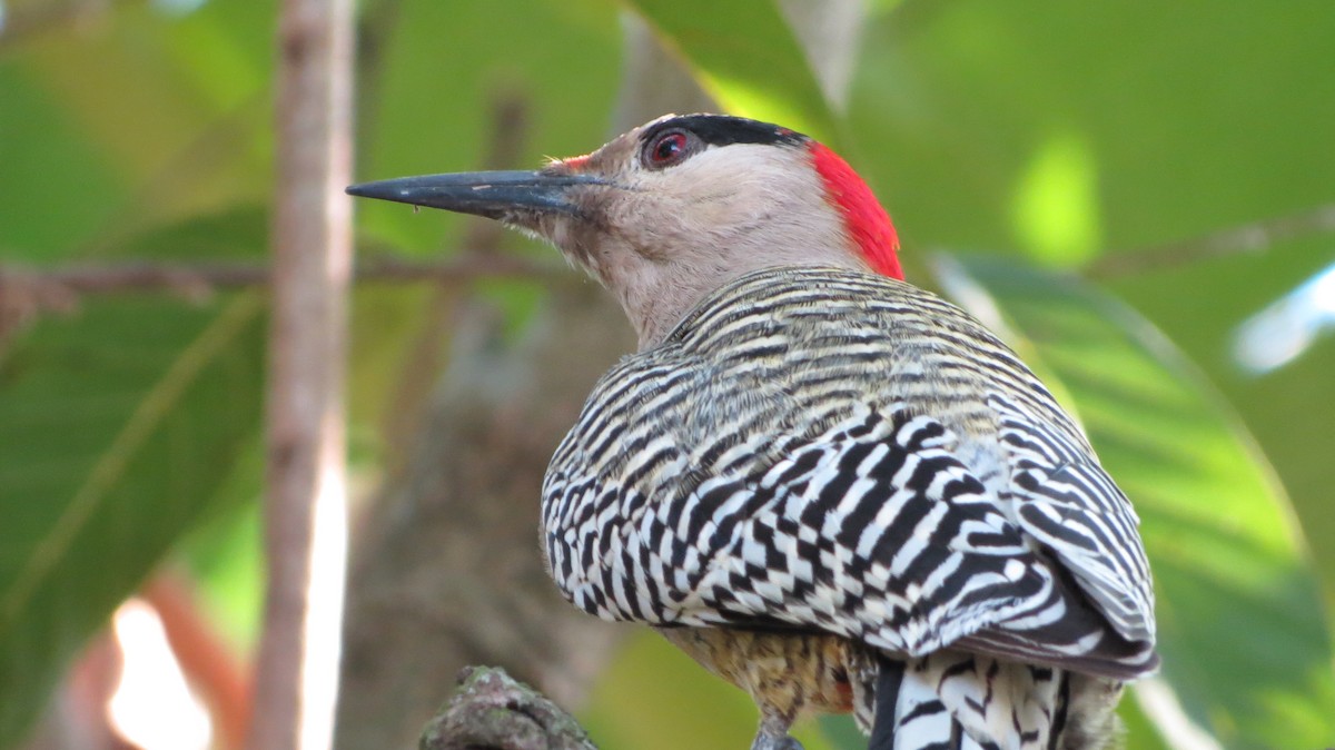 West Indian Woodpecker - ML614195632
