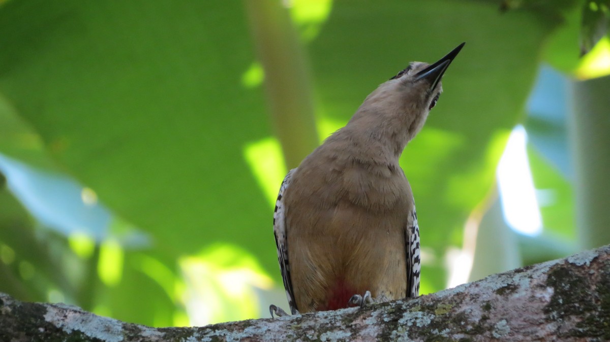 West Indian Woodpecker - ML614195633