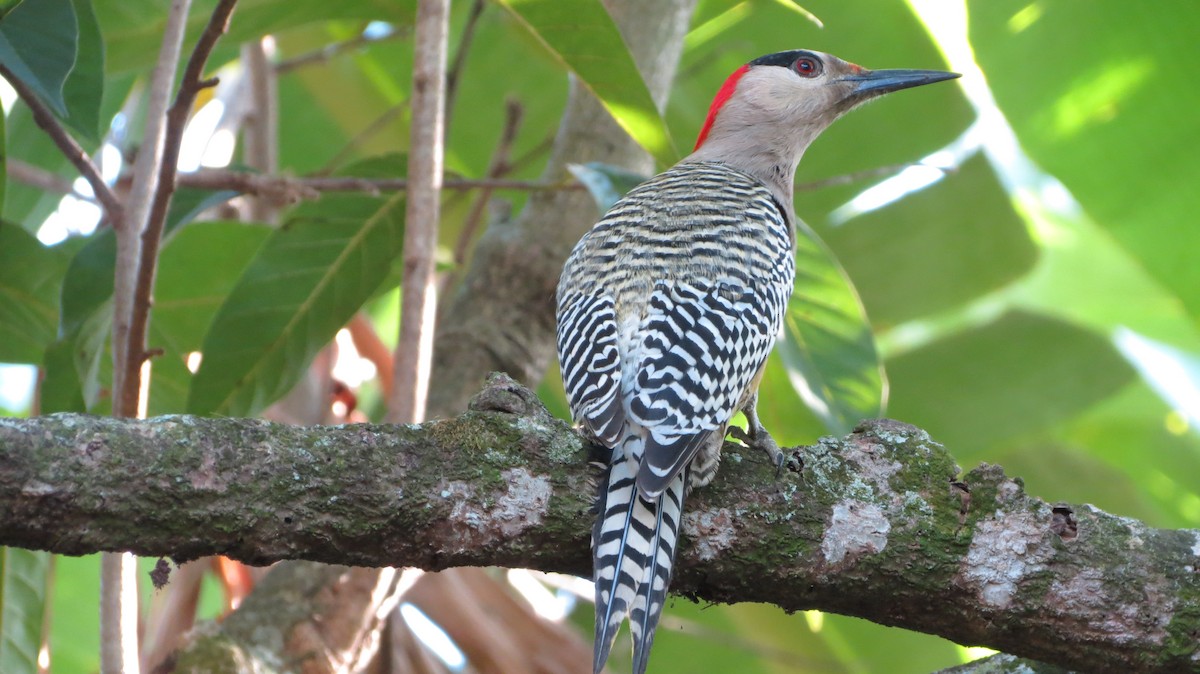 West Indian Woodpecker - ML614195634