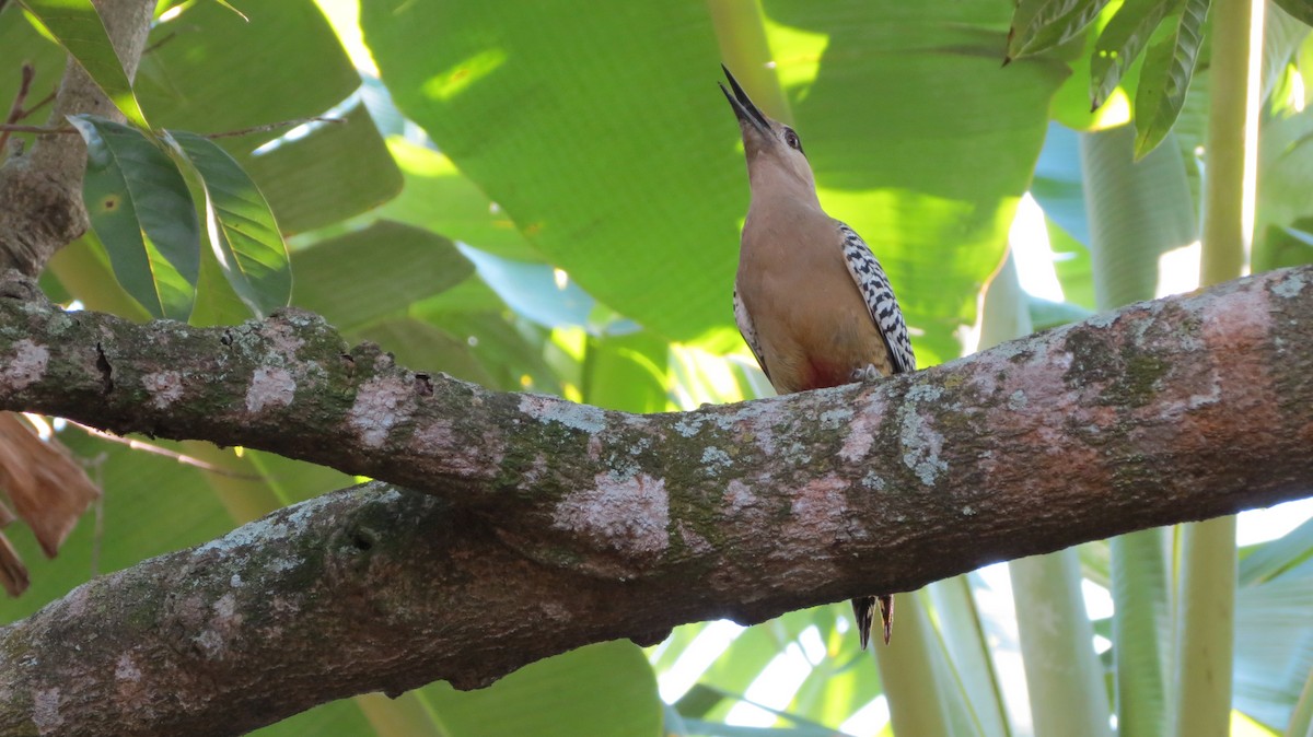 West Indian Woodpecker - ML614195636