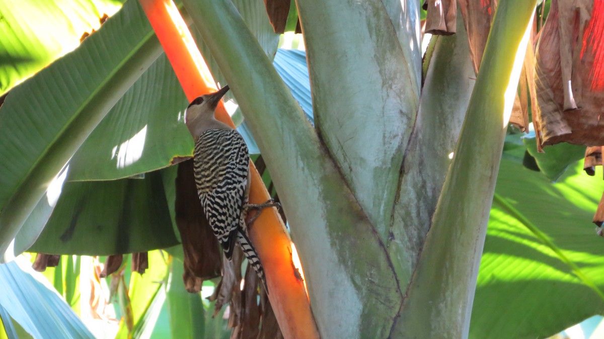 West Indian Woodpecker - ML614195637