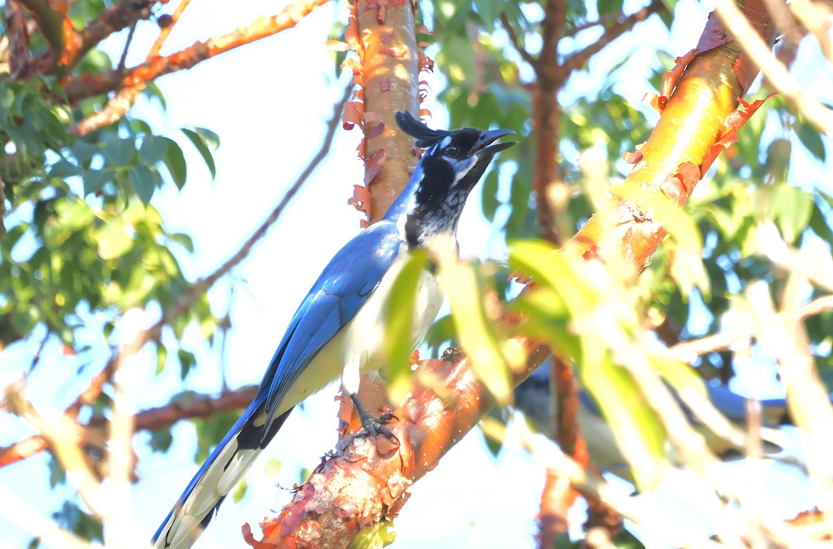 Black-throated Magpie-Jay - ML614195649