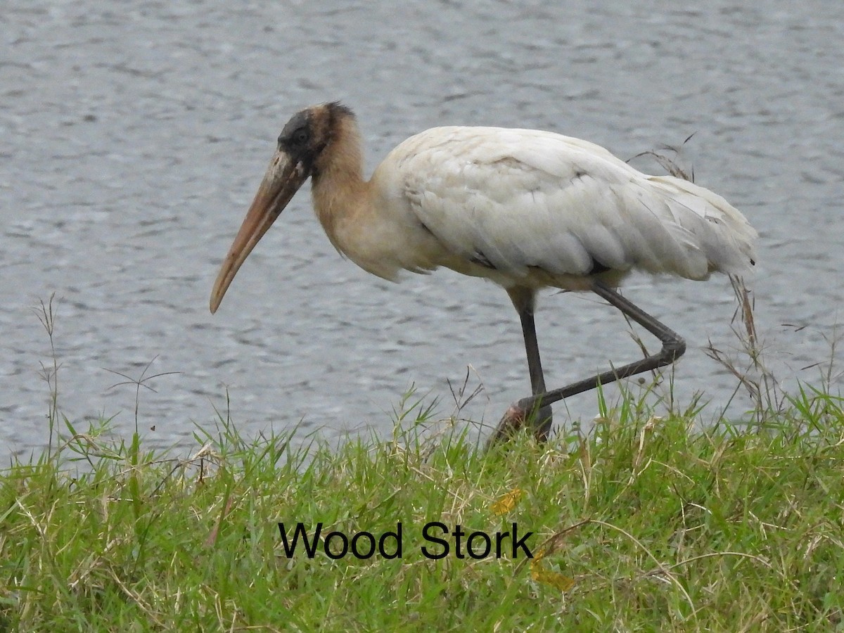 Wood Stork - ML614195696